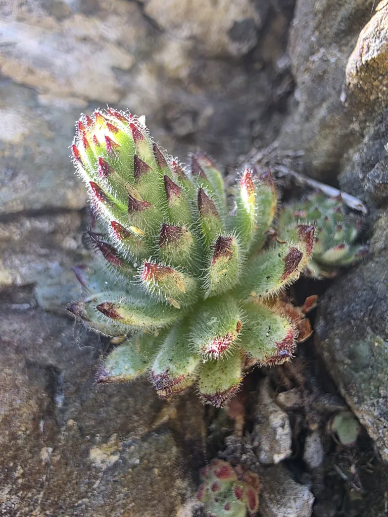 Hairy flower buds clustered at a stalk tip.