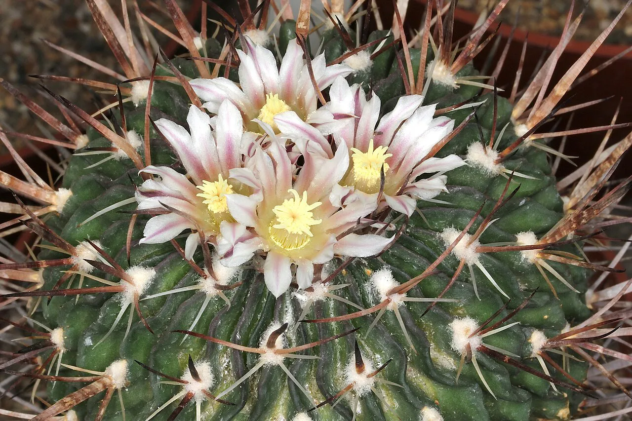Several pale flowers above wavy green ribs.