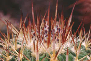 Long reddish spines projecting from the crown.