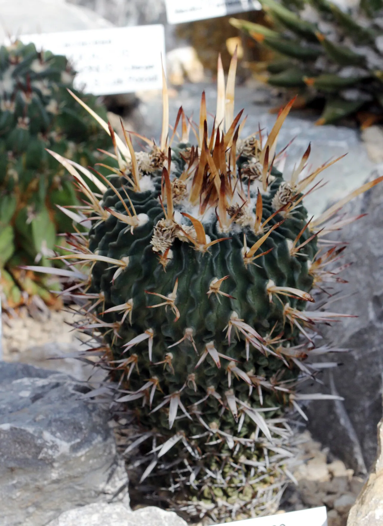 Upright cactus with long brown central spines.