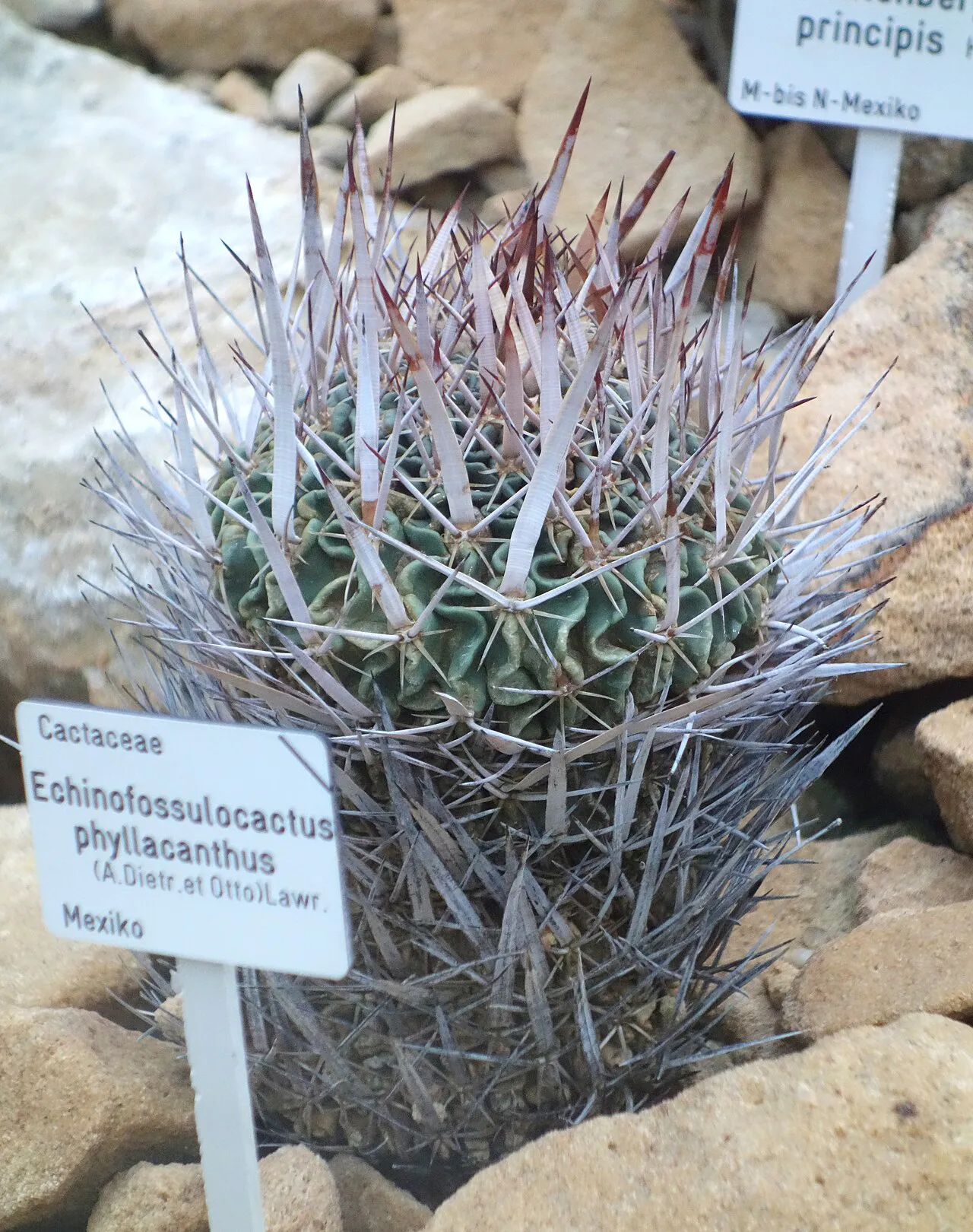 Labeled upright cactus with a dense spine covering.
