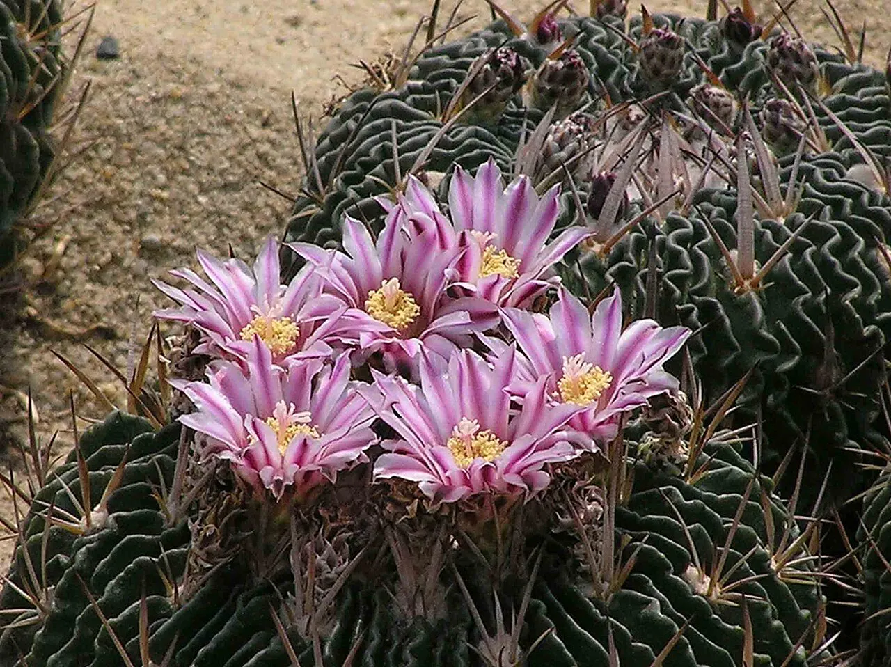 Ring of pink flowers above deeply folded ribs.