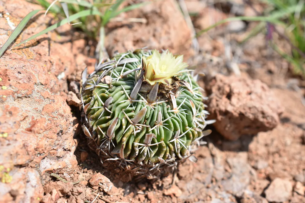 Pale flower above a small densely spined body.
