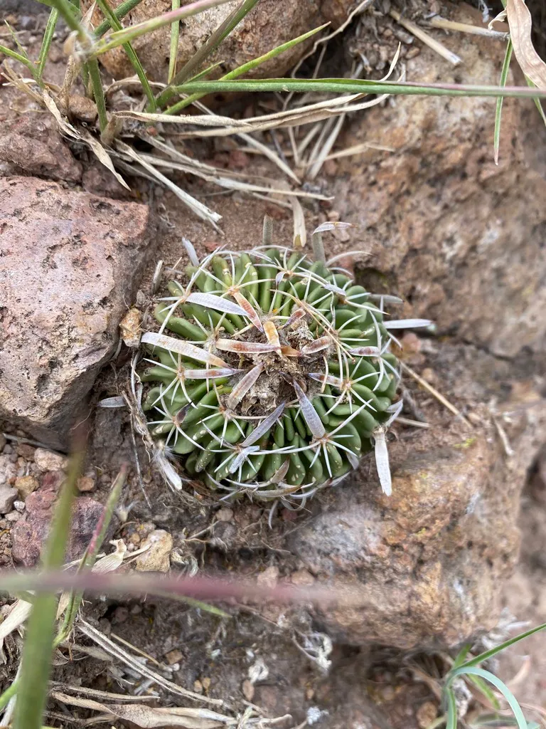 Small round cactus at ground level.