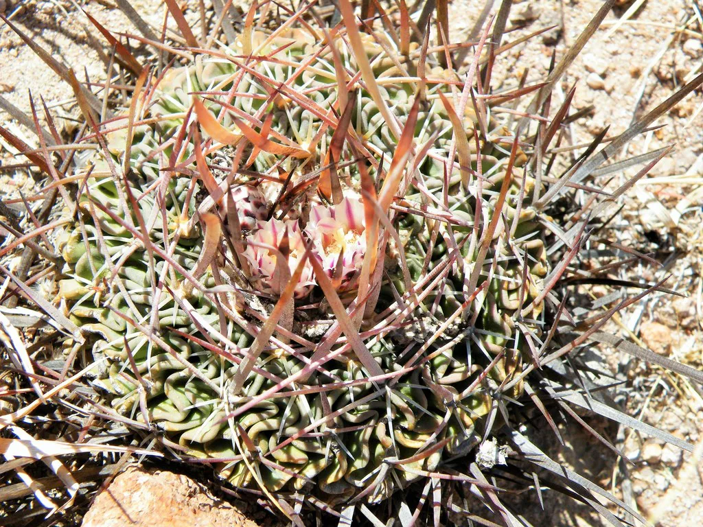 Long reddish central spines across the crown.
