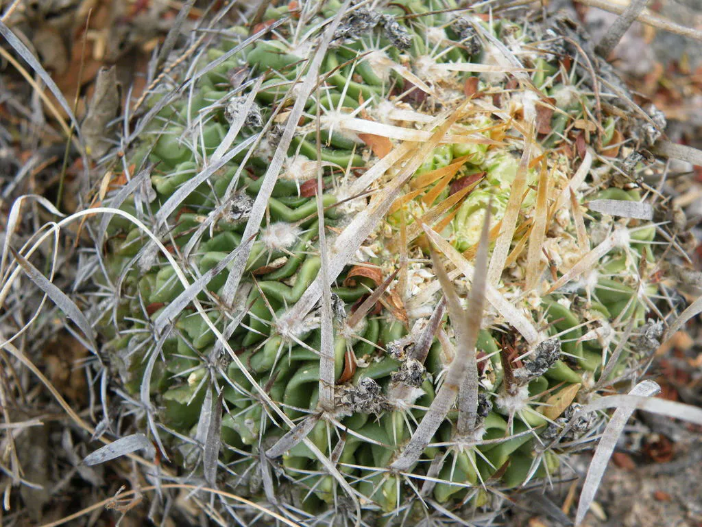 Dense pale spines across ribbed green tissue.