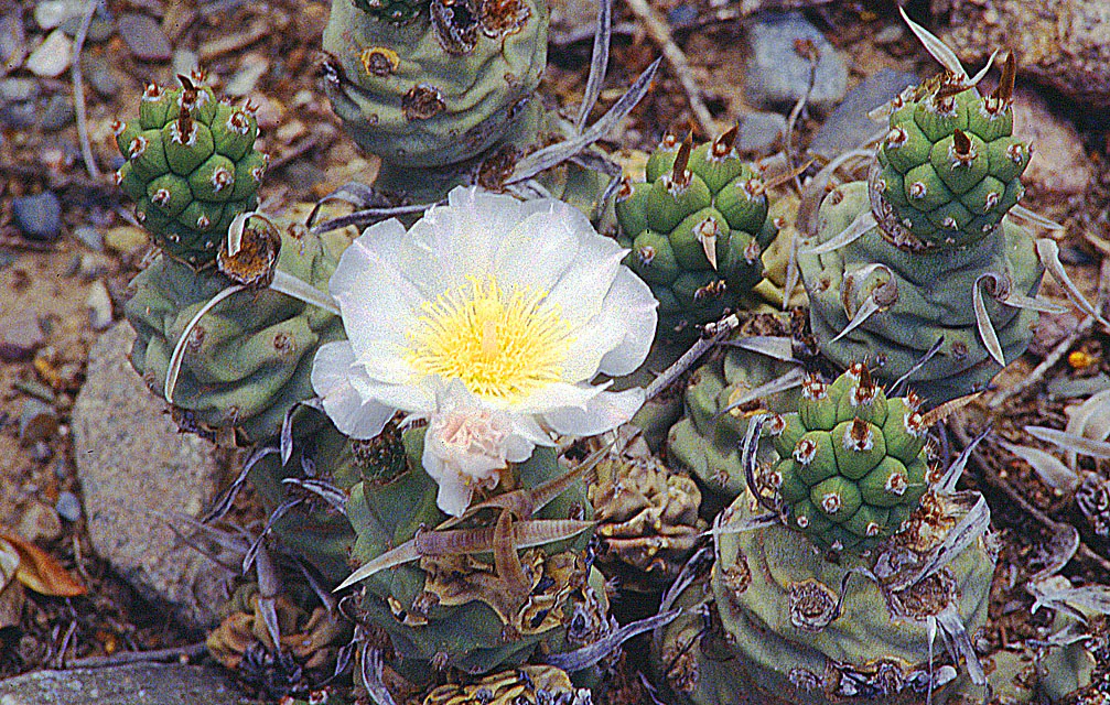 White flower with a yellow center.