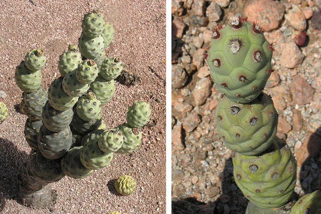 Side-by-side views of jointed stems and areoles.