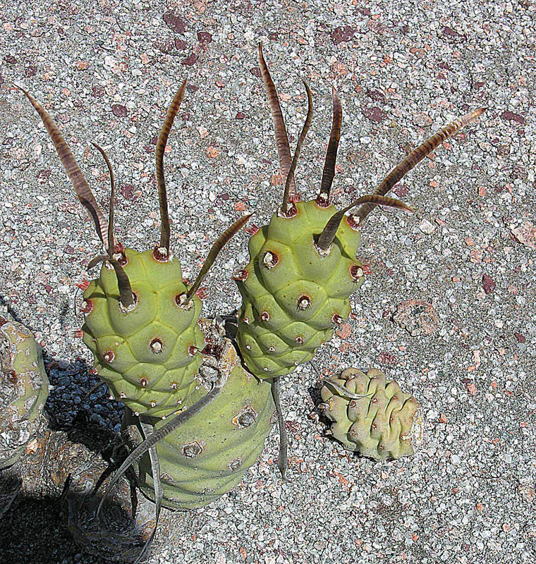 Long papery spines above green segments.
