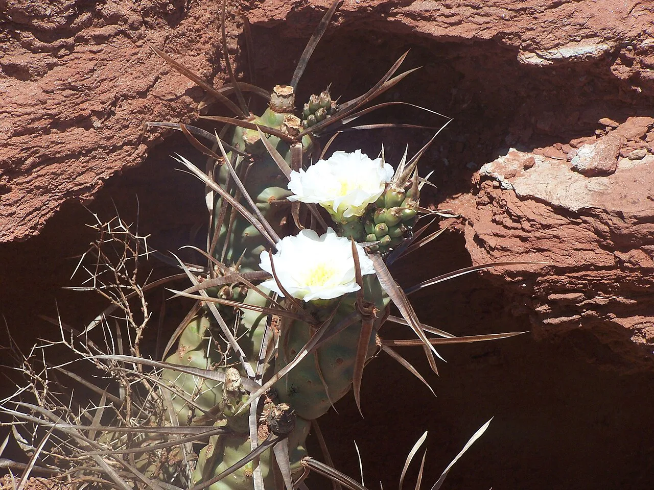Two pale flowers beside long spines.