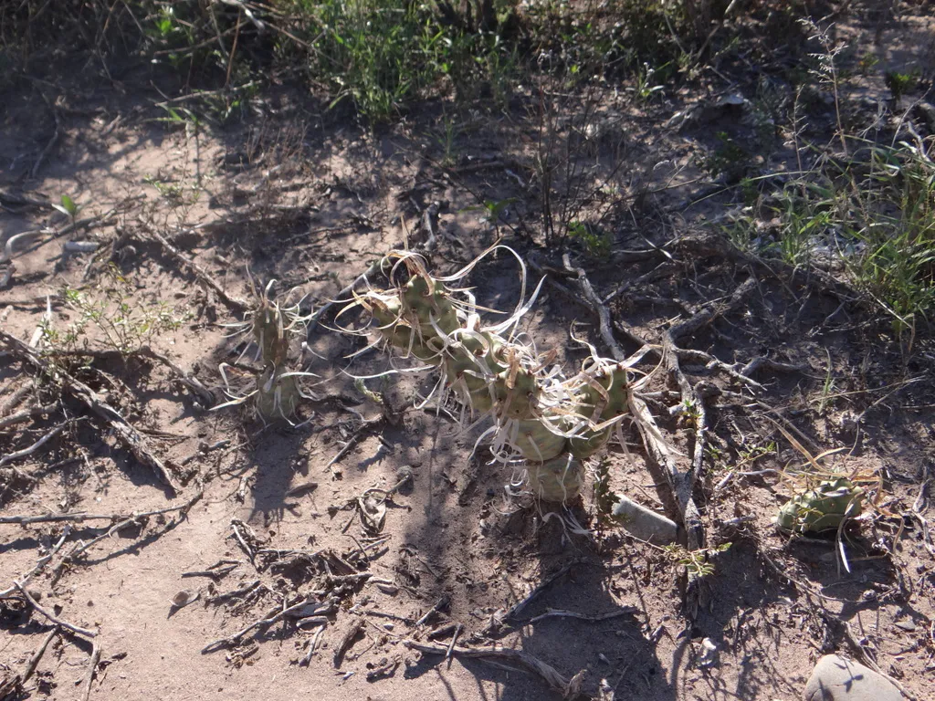 Jointed stems among scrub and bare soil.