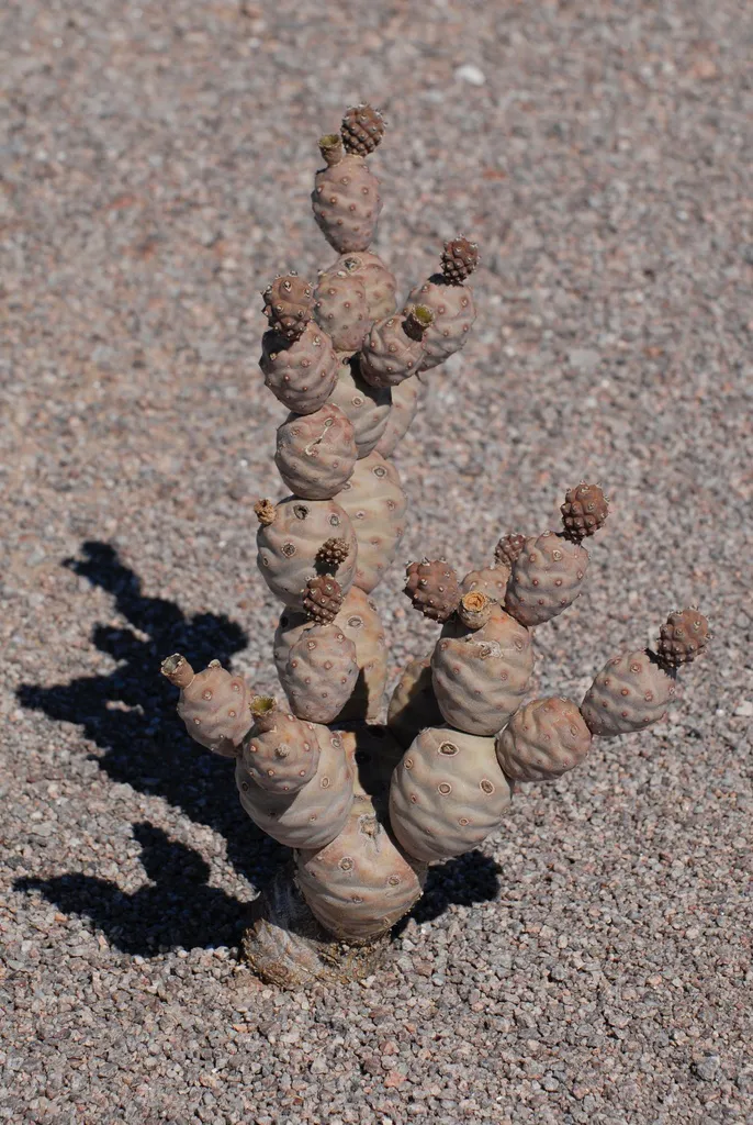 Branching stack of rounded stem segments.