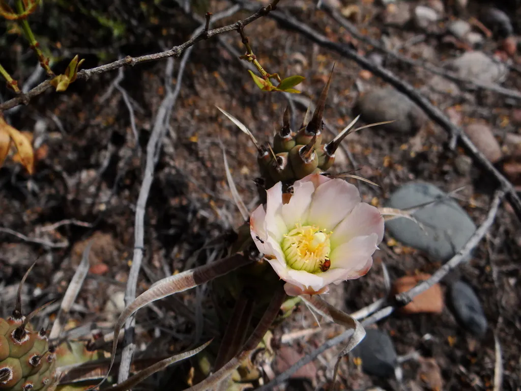 Pale flower among spines and dry debris.