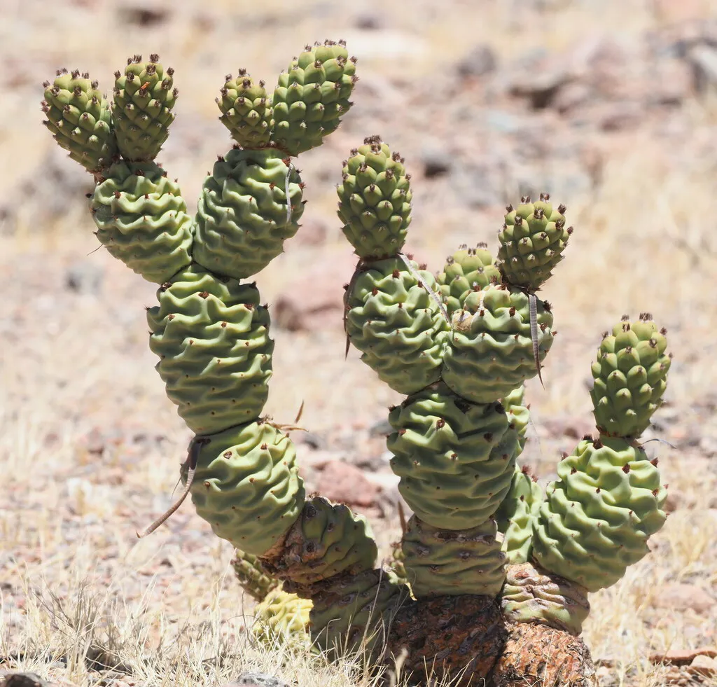 Upright chains of knobbly green segments.
