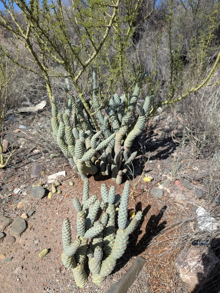 Jointed cactus among shrubs and gravel.