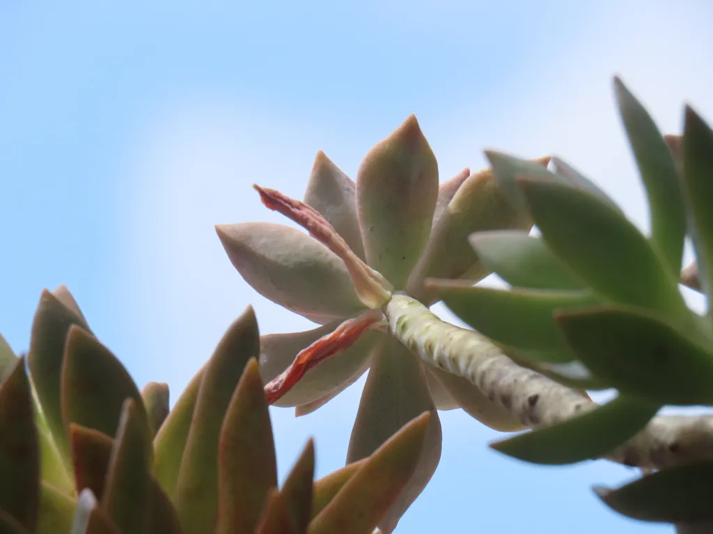 Pointed copper-green leaves at branching shoot tips.