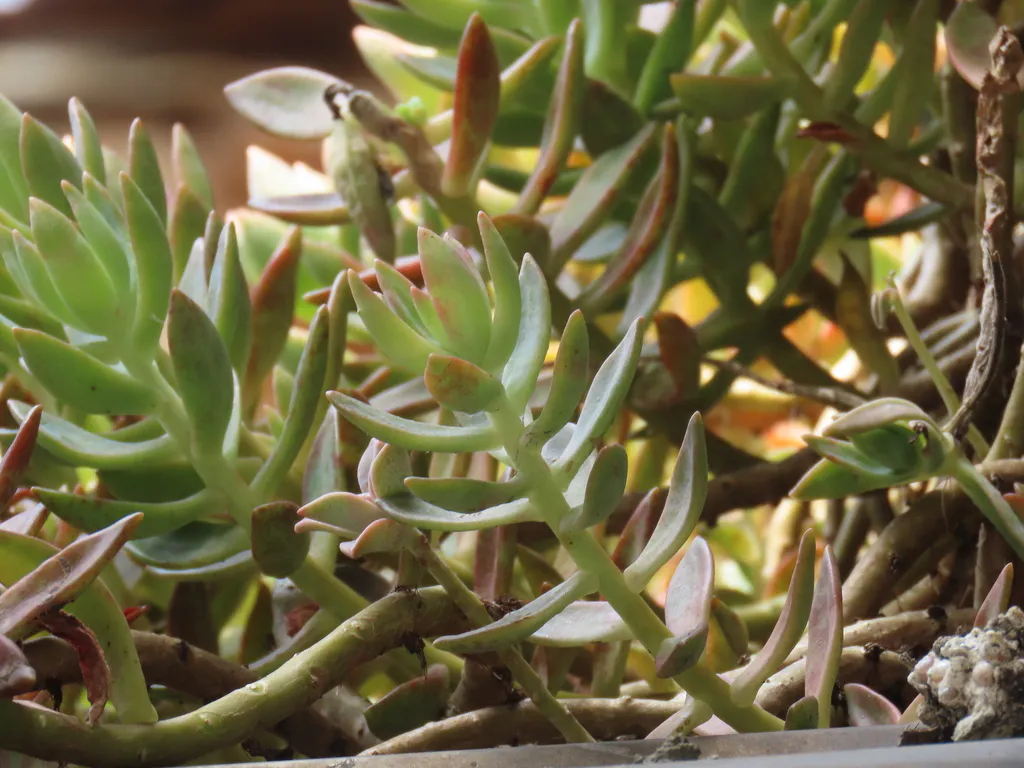 Upright narrow leaves along branching stems.