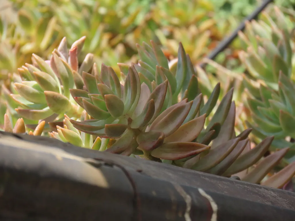 Dense cluster of bronze-green leafy shoots.