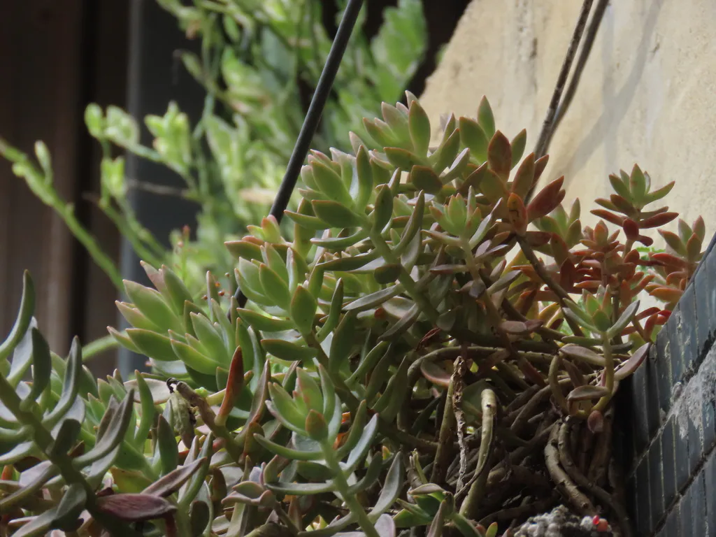 Branching leafy shoots in a container.