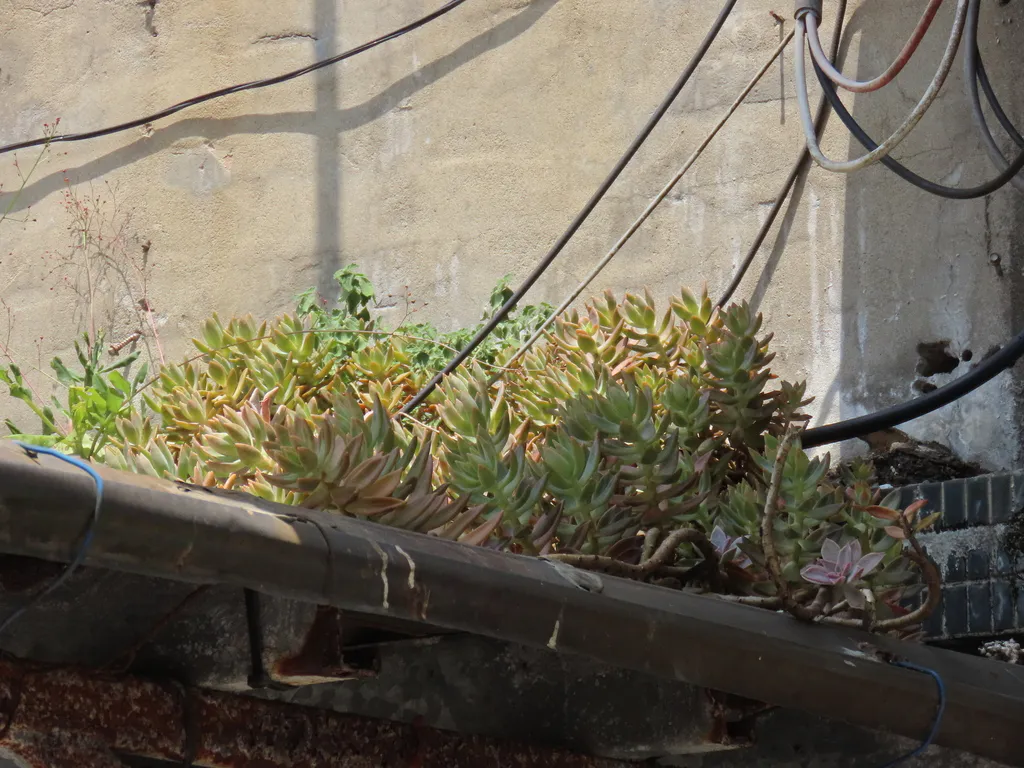 Succulent growth along an outdoor ledge.