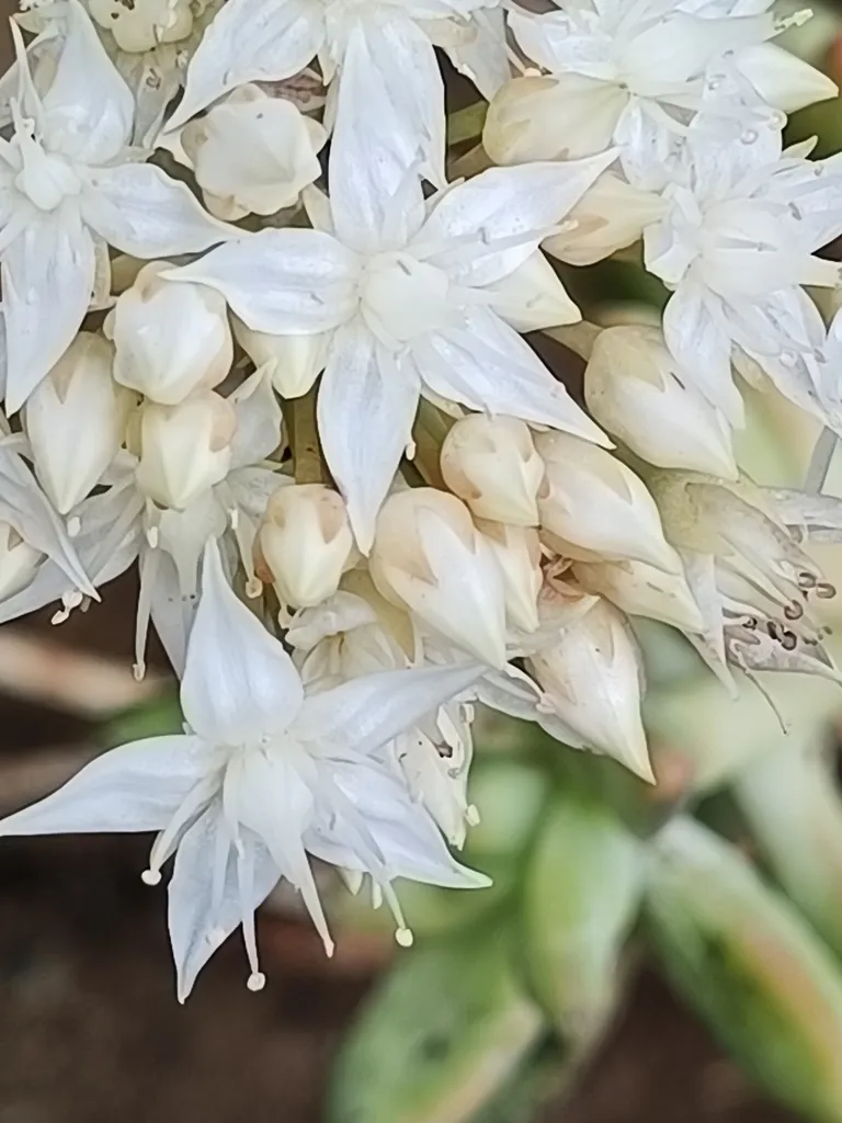Cluster of white star-shaped flowers.
