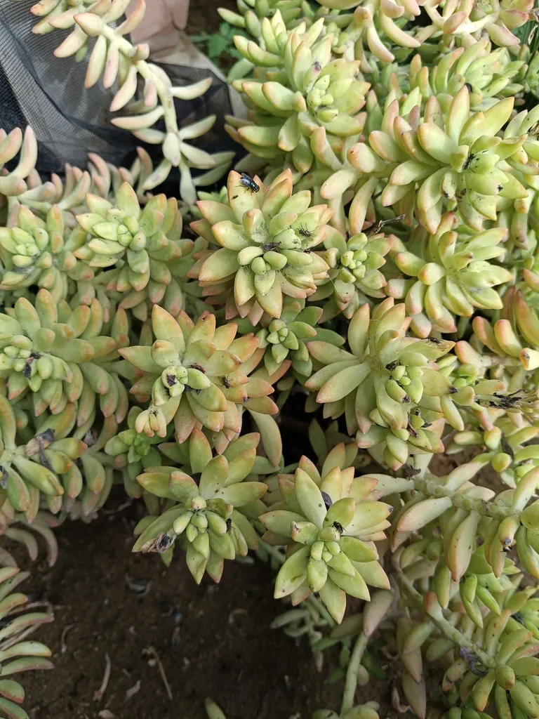 Dense branching mass of pointed fleshy leaves.