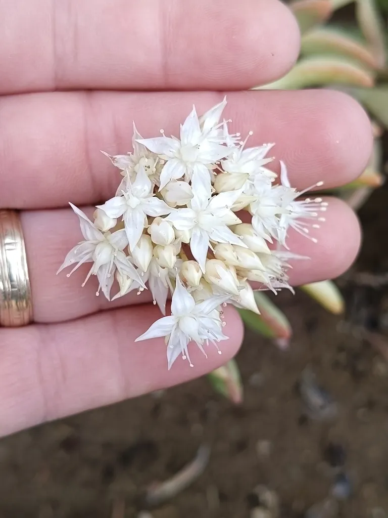 White flower cluster shown against a hand.