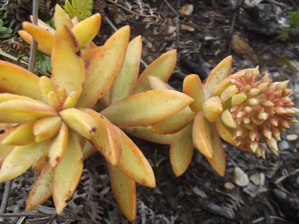 Golden pointed leaves and a compact bud cluster.