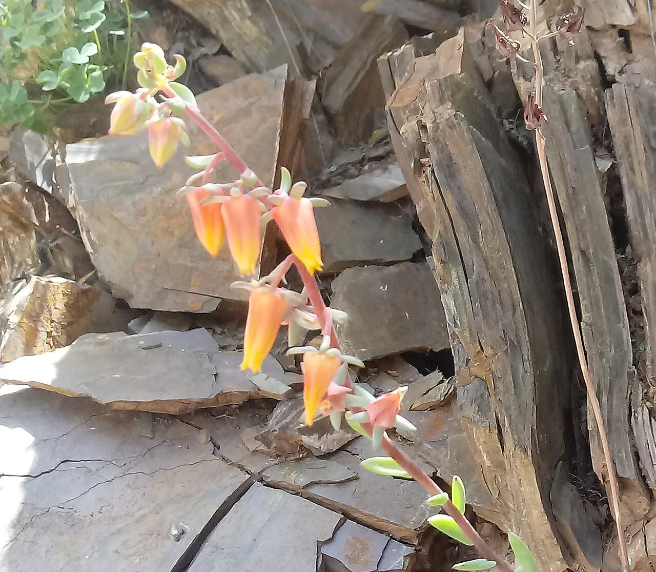 Orange hanging flowers beside rocks.