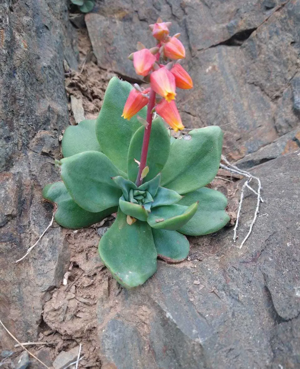 Red-orange flower stalk above a small rosette.