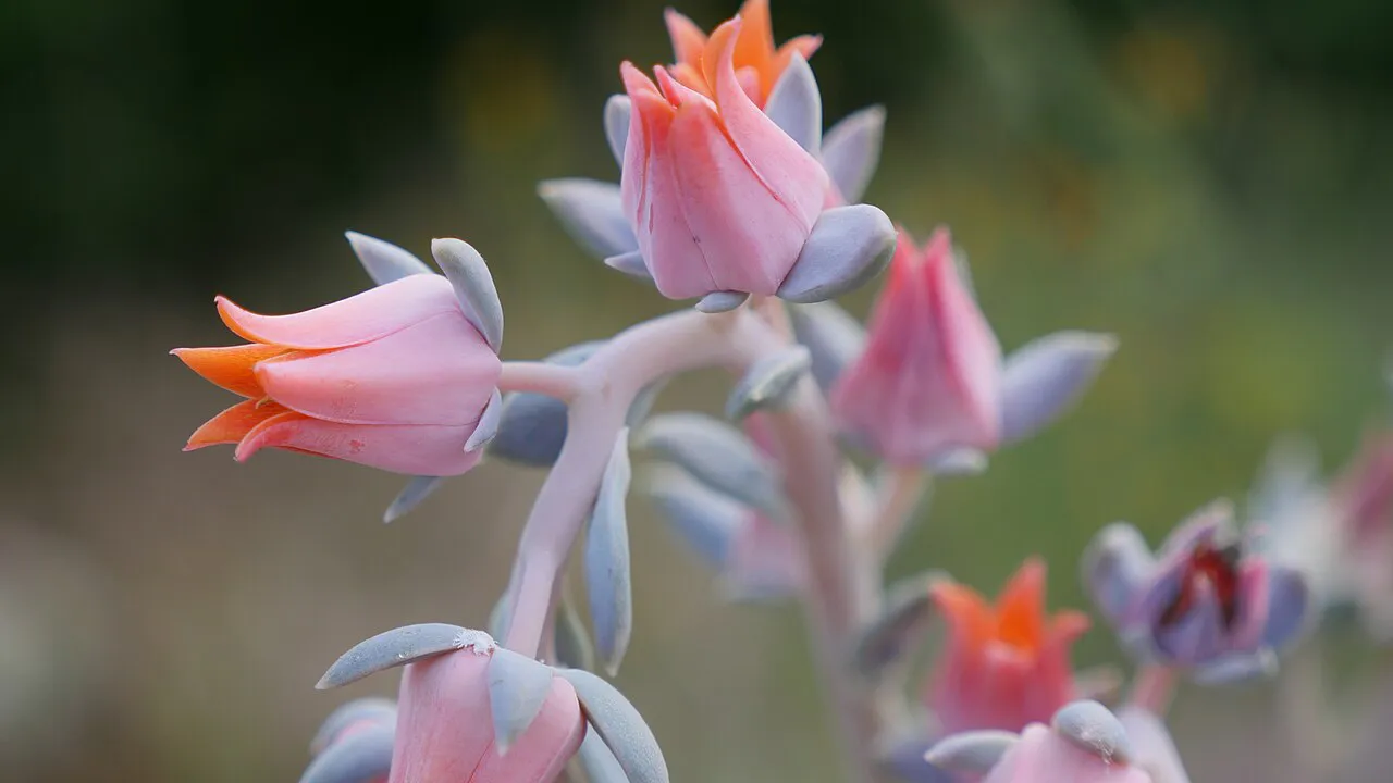 Pink tubular flowers with orange tips.
