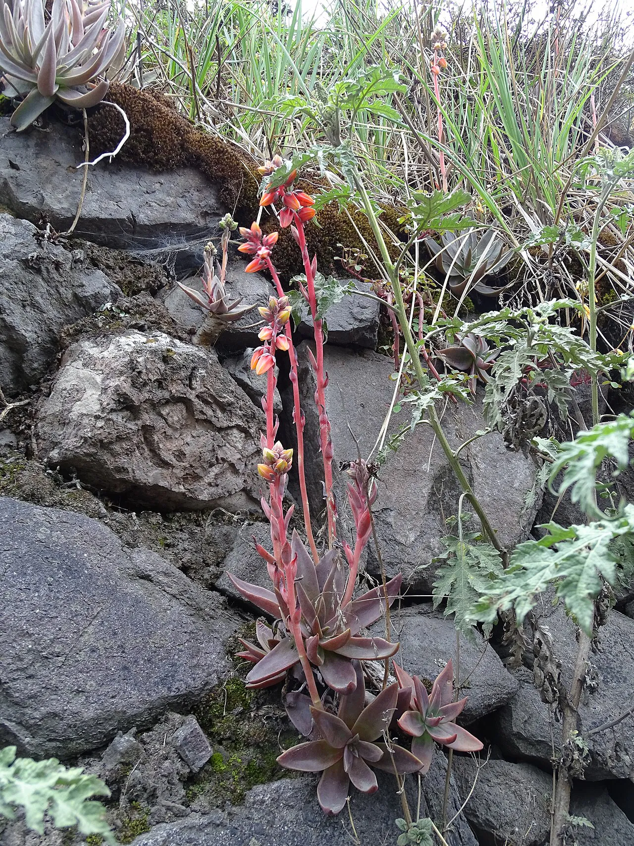 Tall red flowering stalk among rocks.