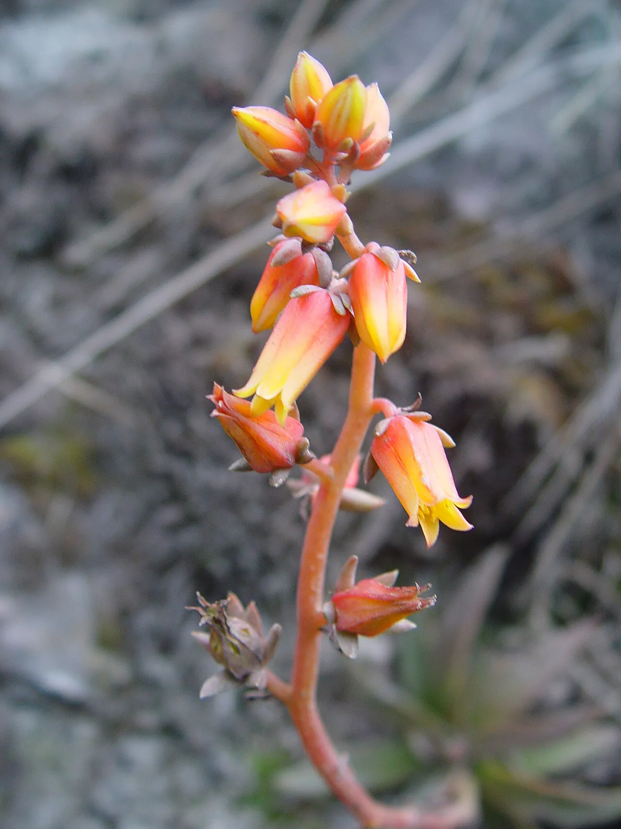 Orange-yellow flowers along a slender stalk.