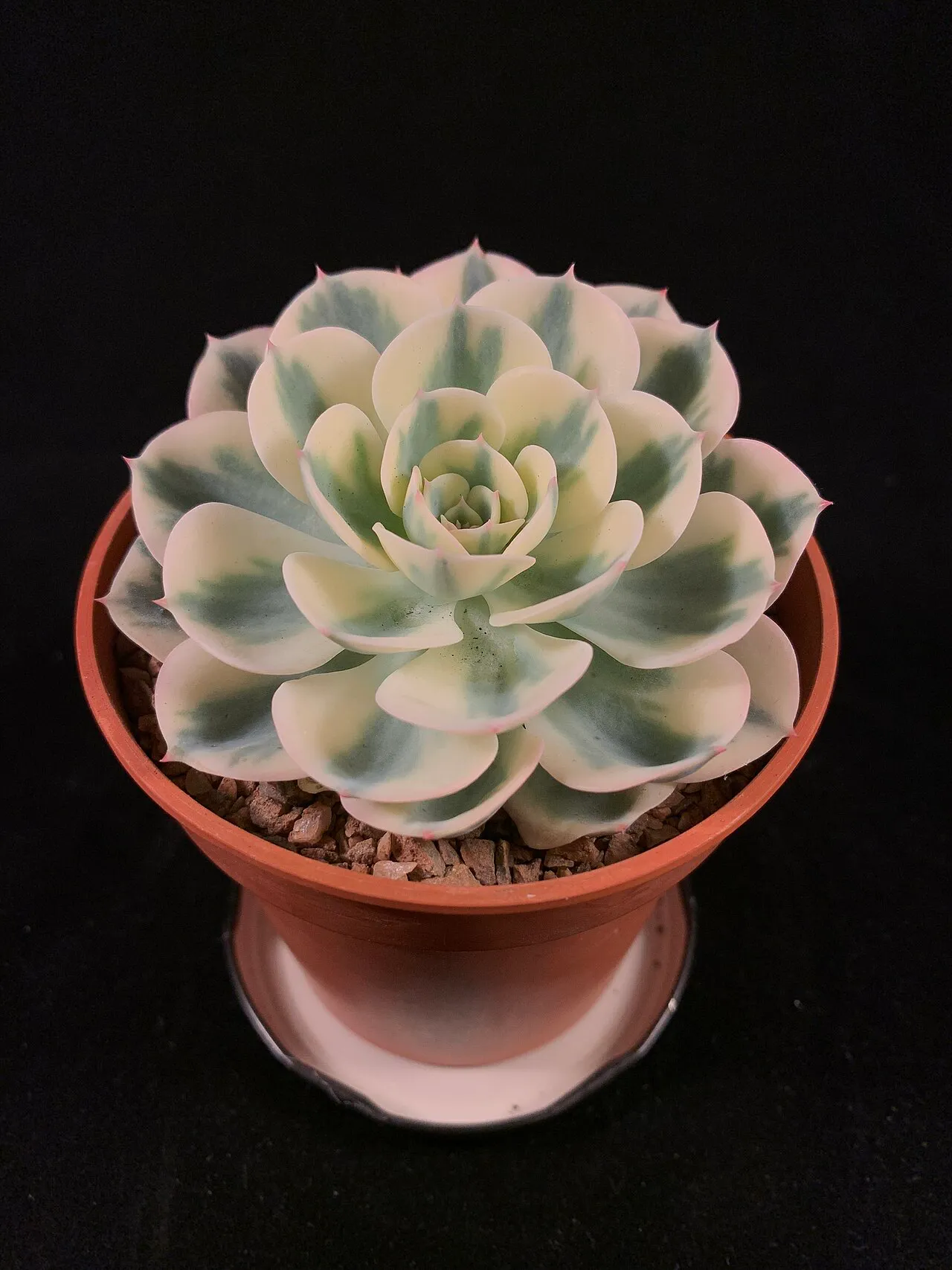 Compact pale rosette with pink leaf tips.