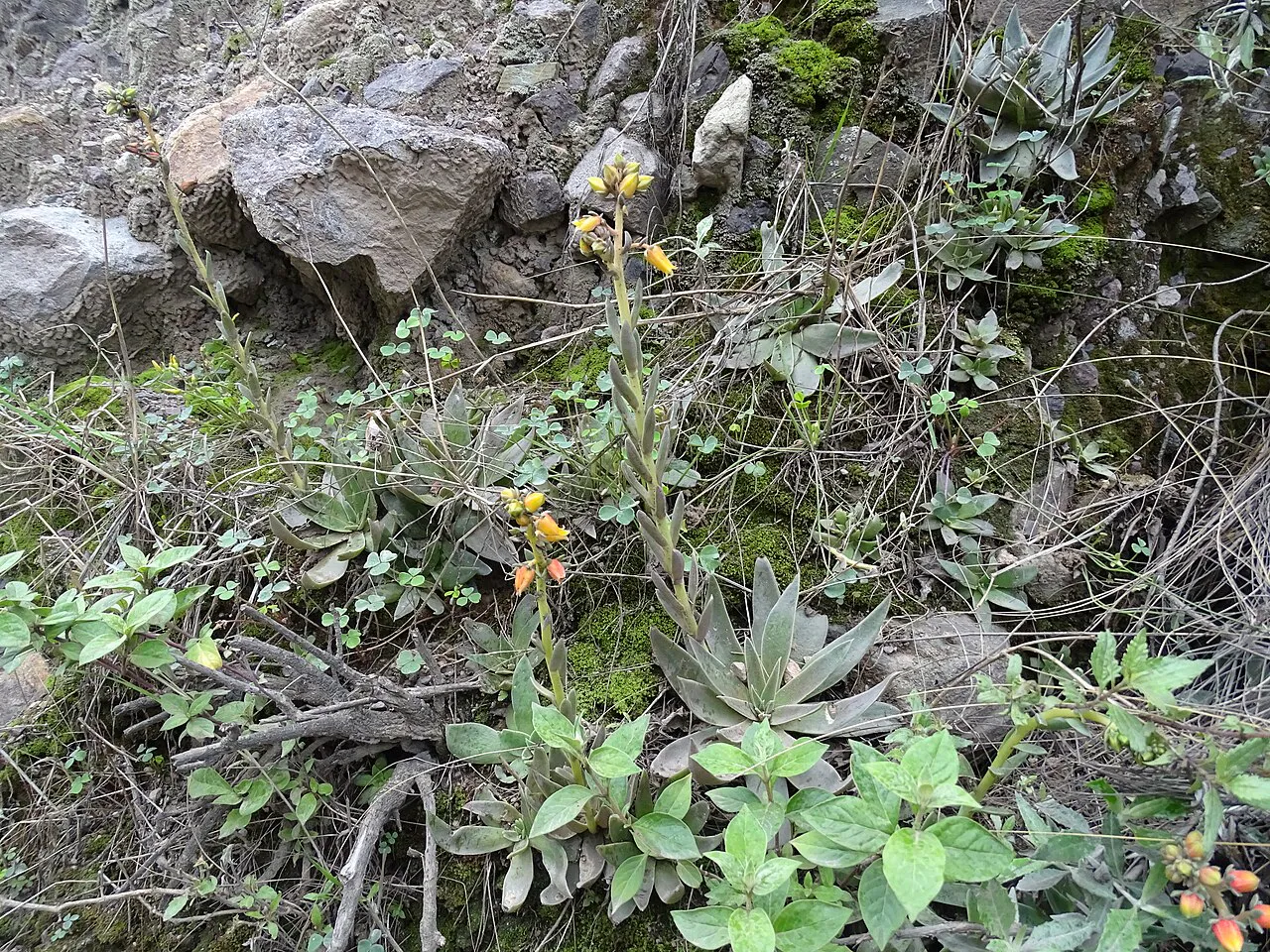 Rosette and flowering stalk on rocky ground.