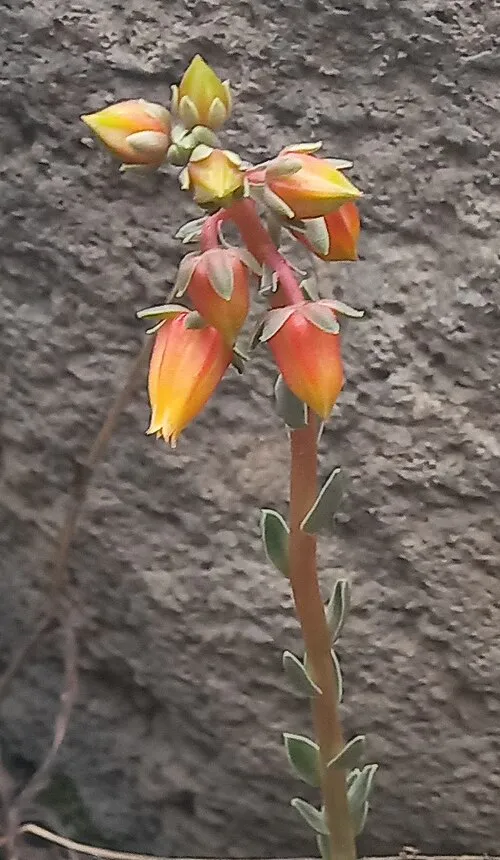 Several hanging orange flowers on a slender stem.