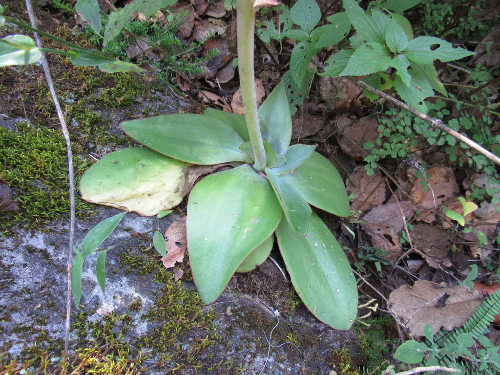 Broad-leaved rosette among ground vegetation.