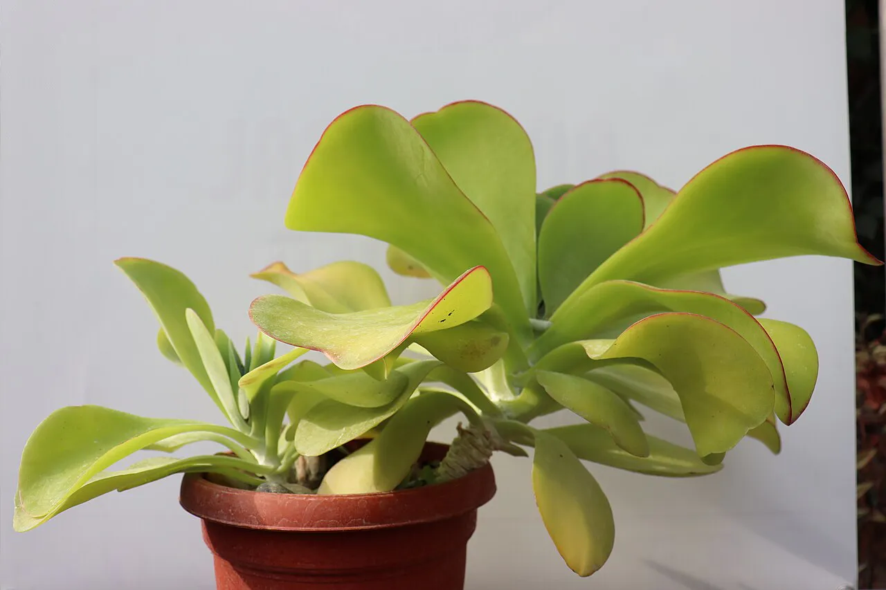 Broad paddle-like leaves on a potted plant.
