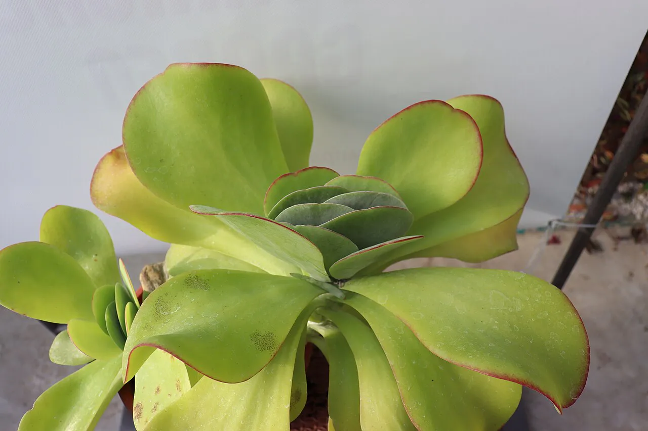 Wide rounded green leaves with reddish edges.