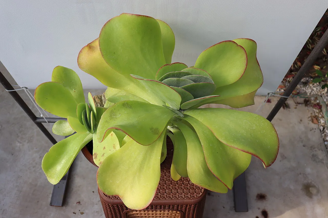Overhead view of broad paddle-like foliage.