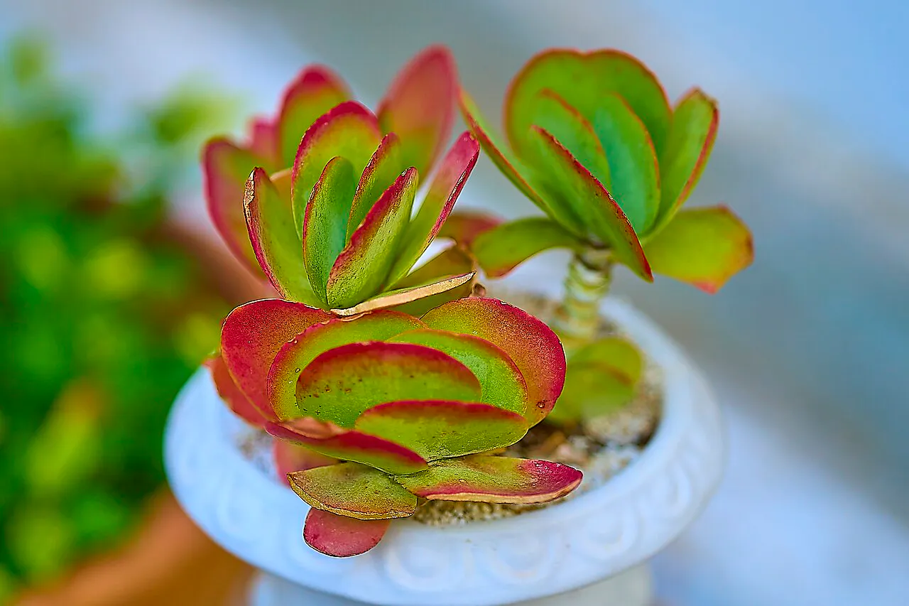 Red-edged paddle leaves in a small pot.