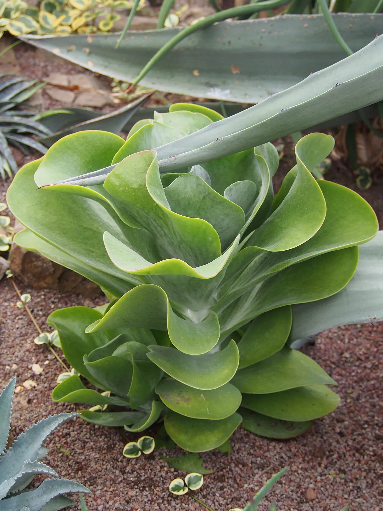 Stacked green paddle leaves around an upright stem.