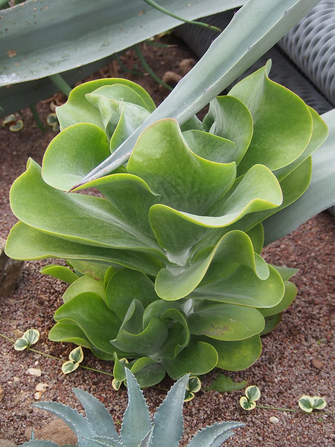 Curving leaf edges and stacked paddle shapes.