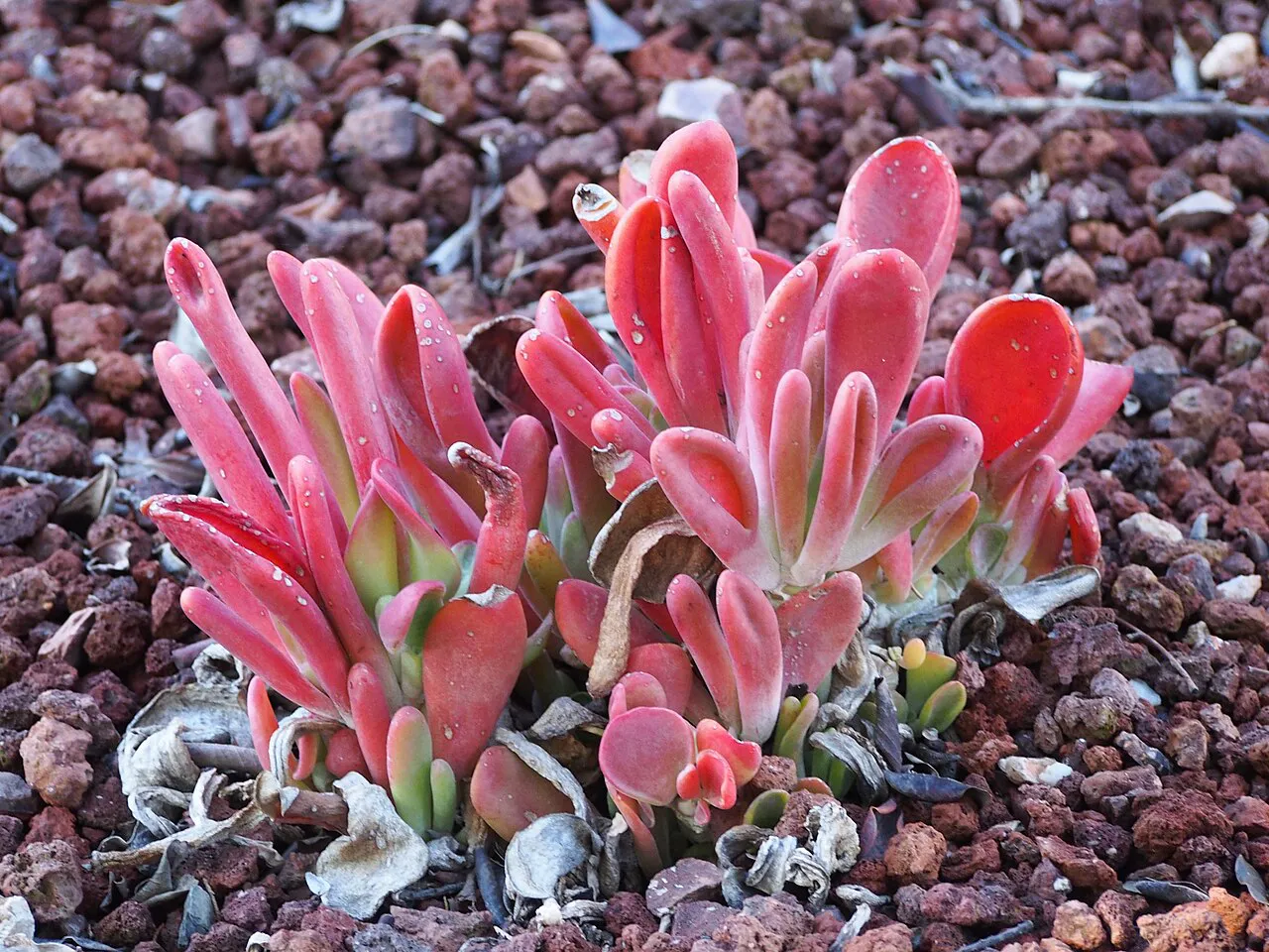 Cluster of upright pink-red leaves.