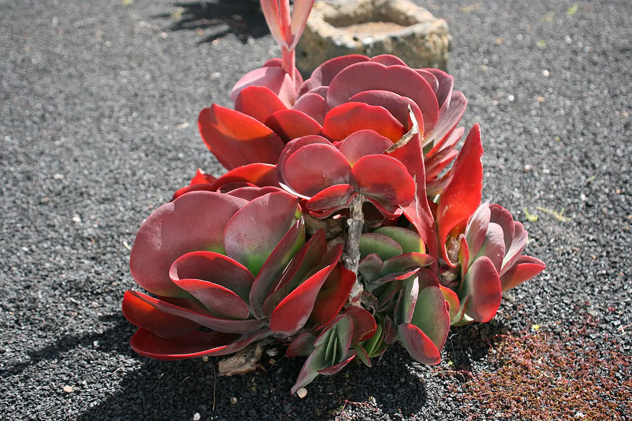 Red paddle-leaved plant viewed from the side.