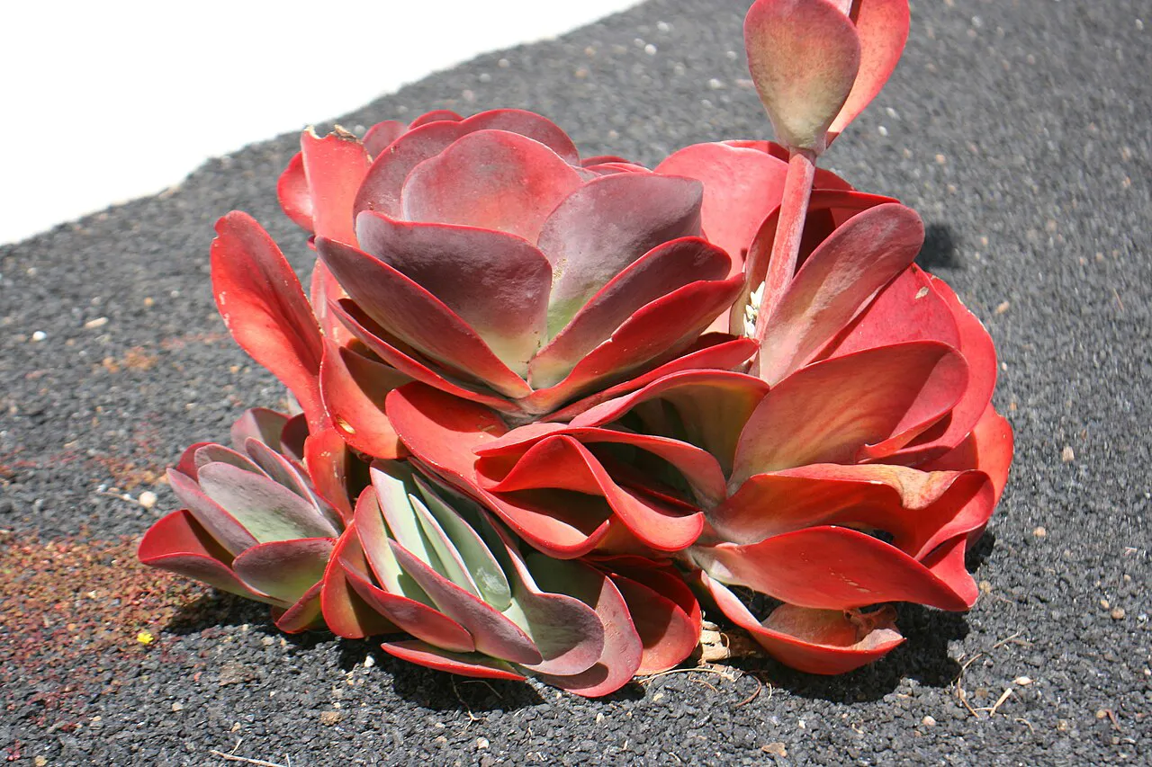 Overlapping red leaves viewed from above.