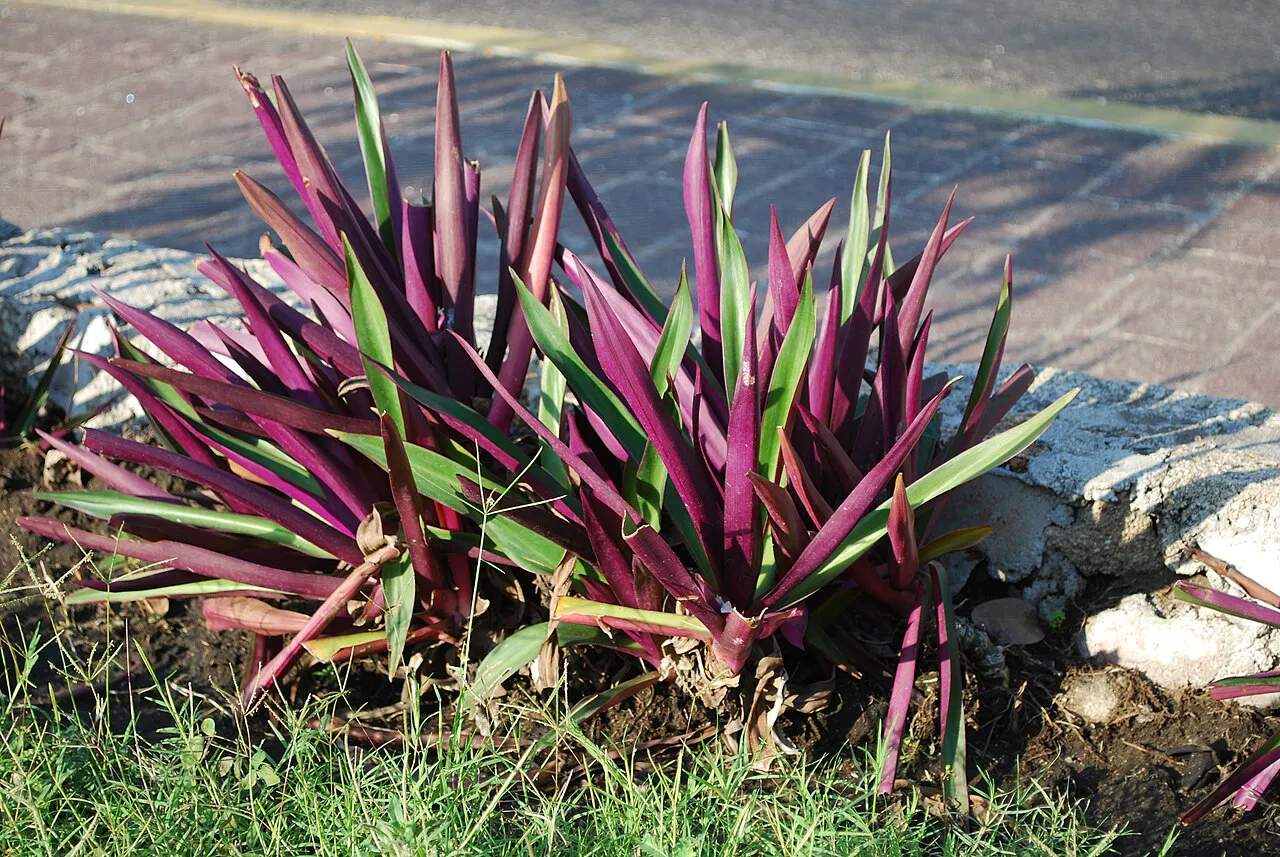Purple and green leaves beside a paved edge.