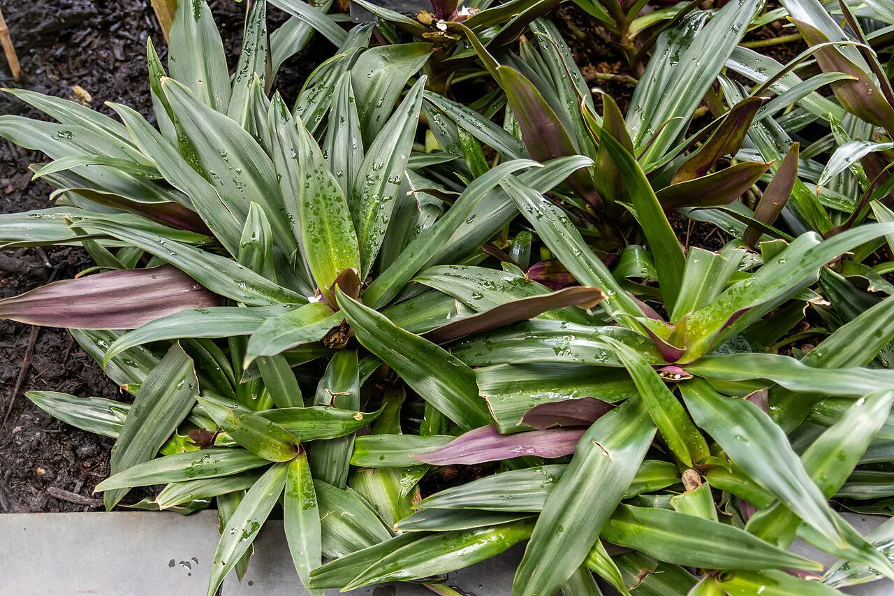 Striped leaves converging at rosette centers.