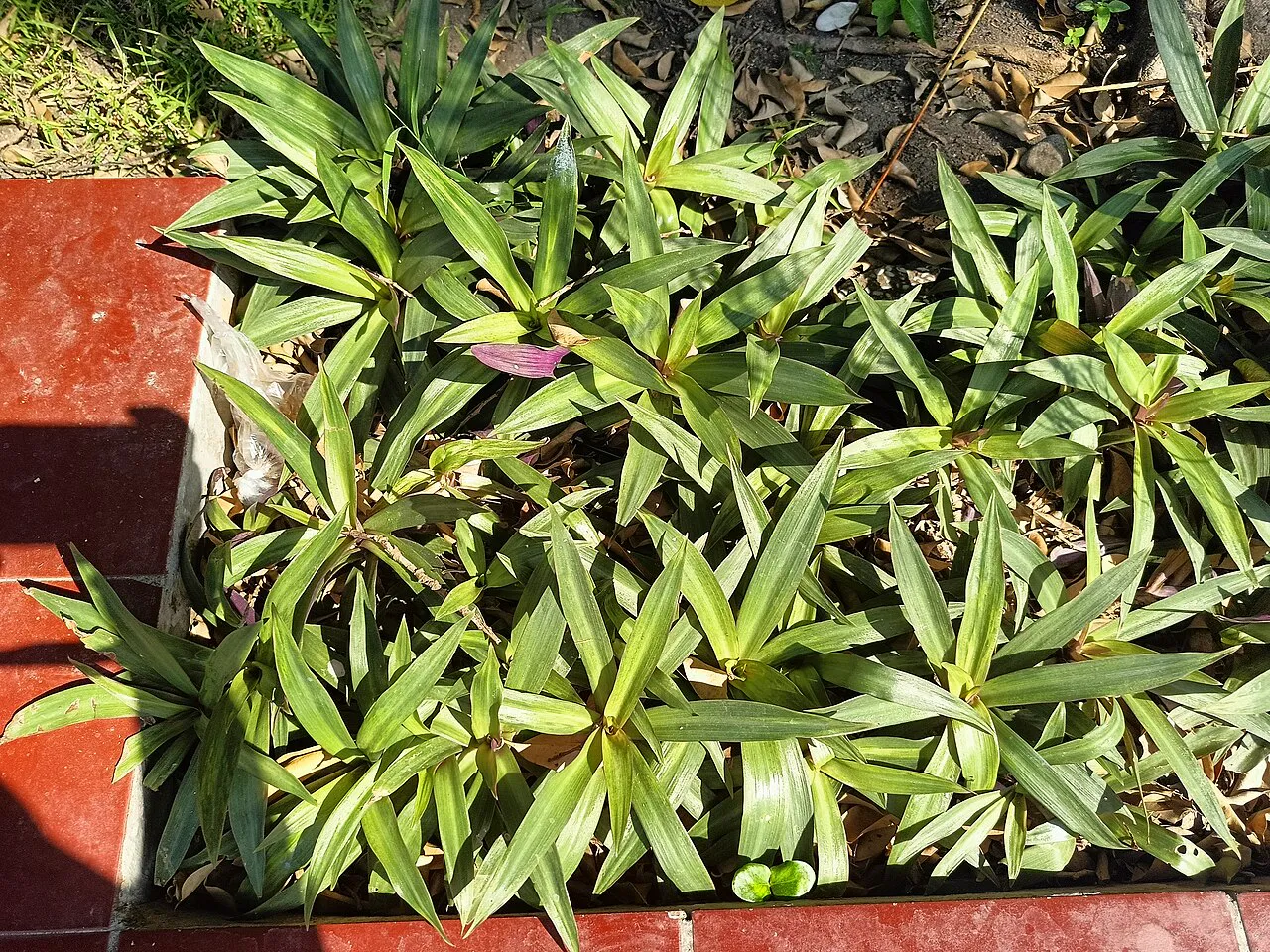 Multiple small rosettes in a rectangular planter.