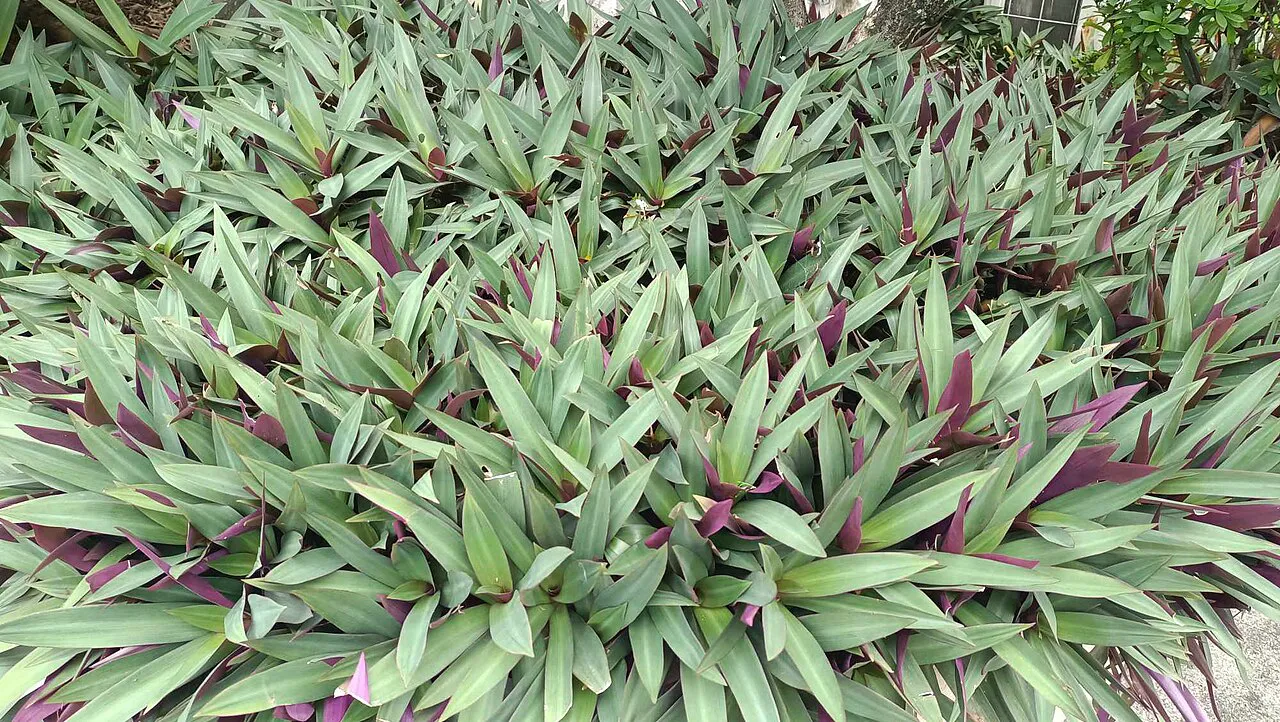 Overhead view of a dense leafy clump.